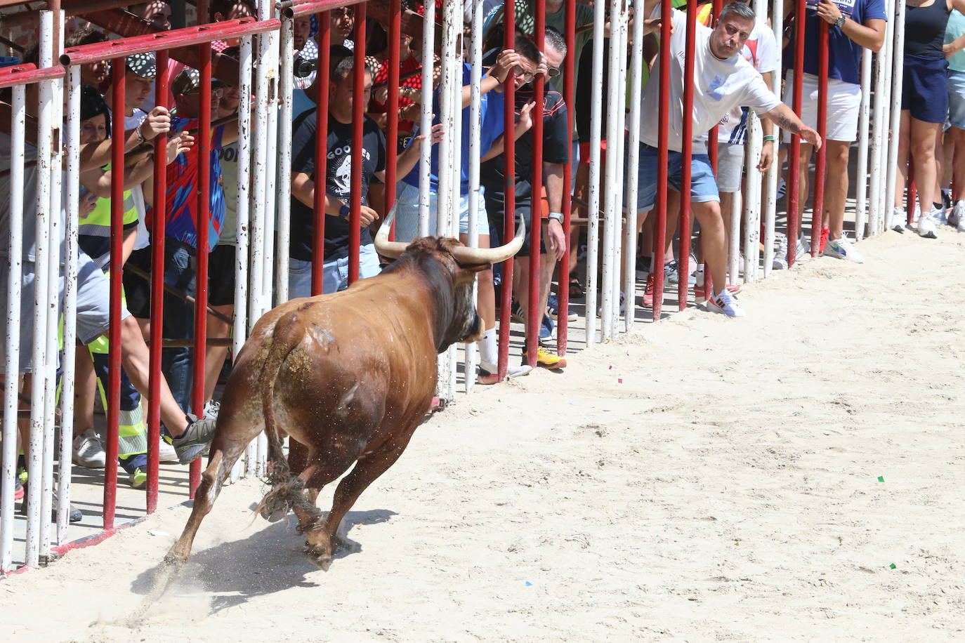 Las imágenes del toro de cajón en La Seca