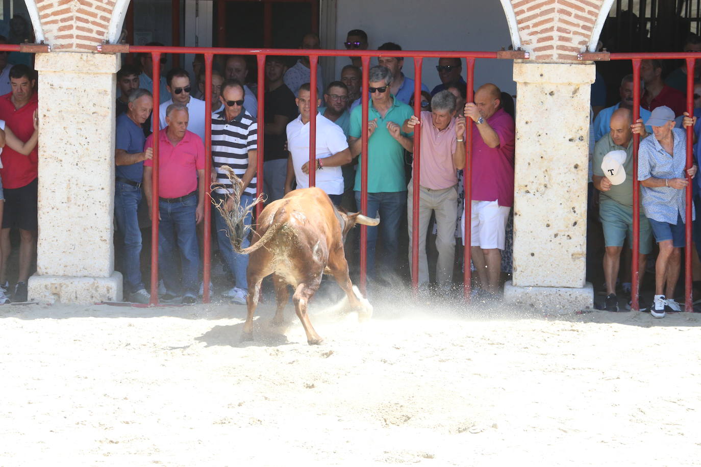 Las imágenes del toro de cajón en La Seca