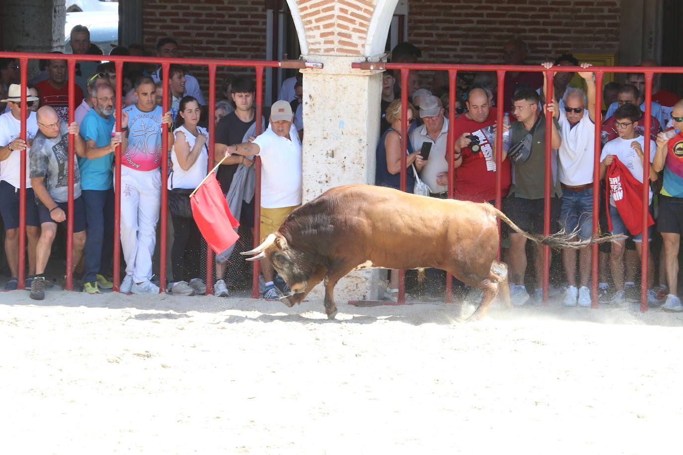 Las imágenes del toro de cajón en La Seca