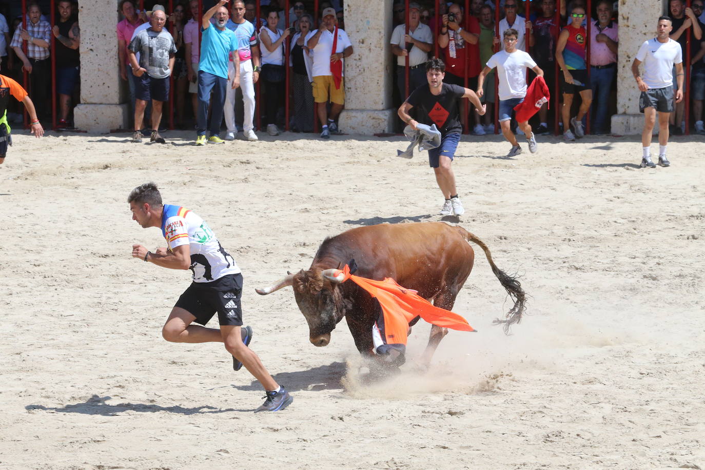 Las imágenes del toro de cajón en La Seca