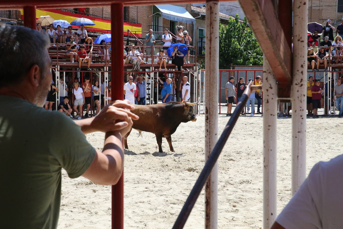 Las imágenes del toro de cajón en La Seca