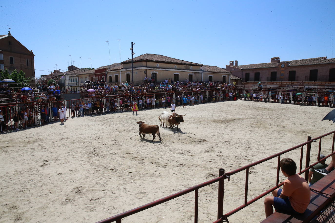 Las imágenes del toro de cajón en La Seca