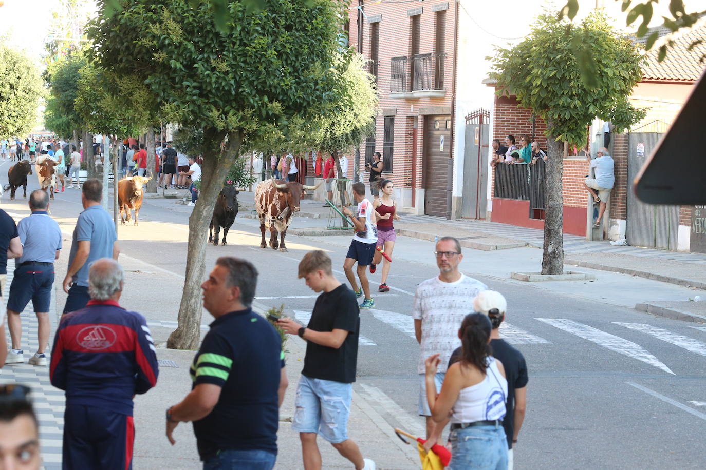 Las imágenes del encierro celebrado en La Seca este domingo, 4 de agosto