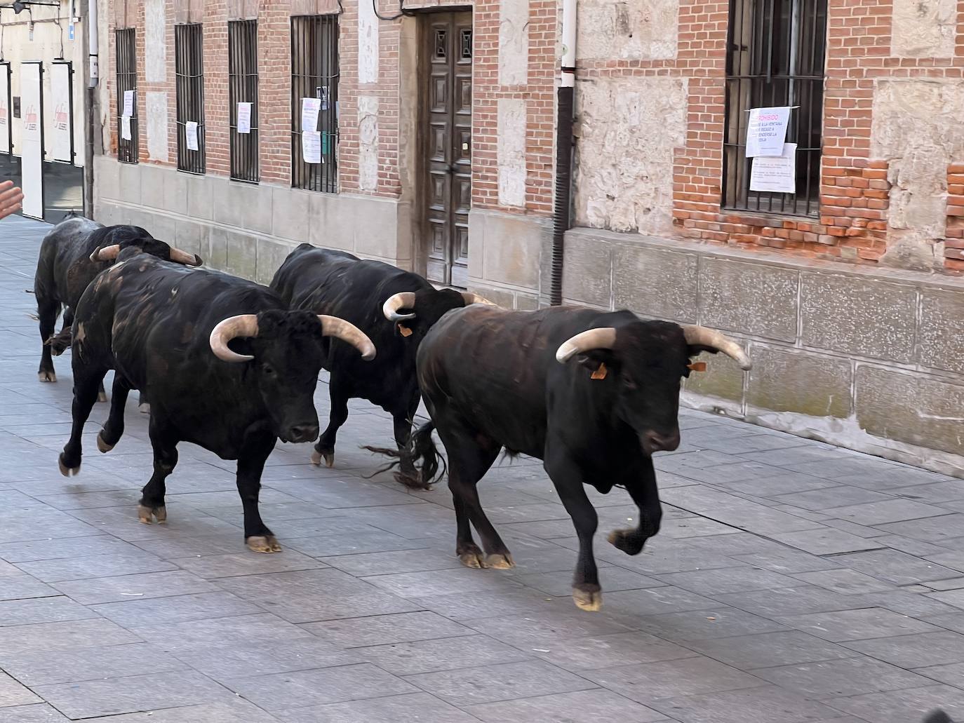 Encierro del domingo por la mañana en las fiestas de Íscar