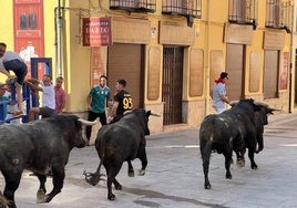 Encierro del domingo por la mañana en las fiestas de Íscar