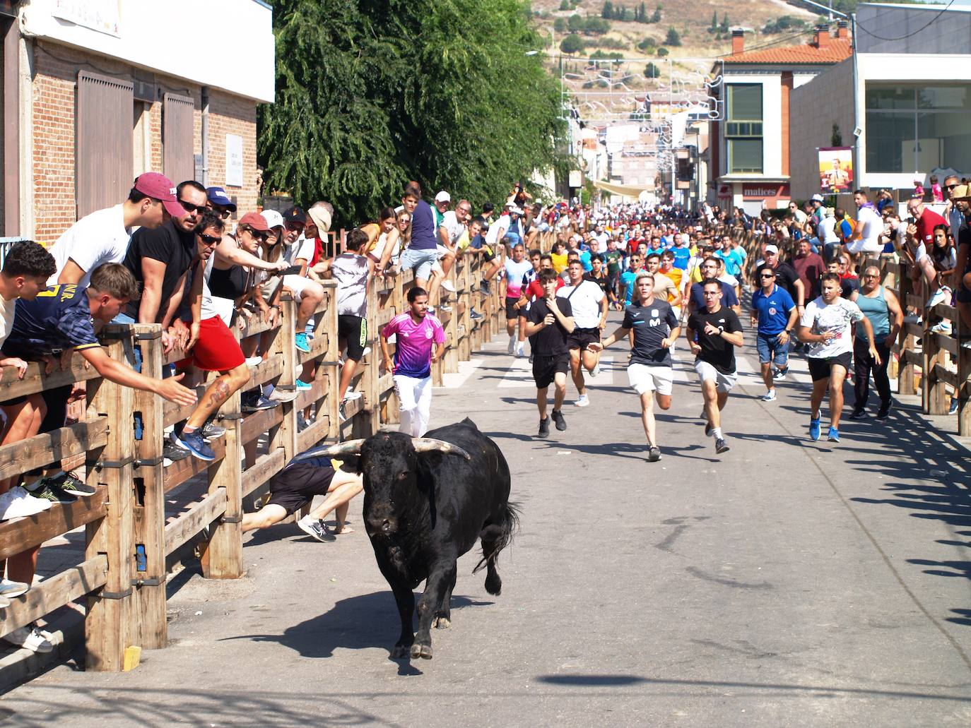 El encierro campero en Íscar, en imágenes