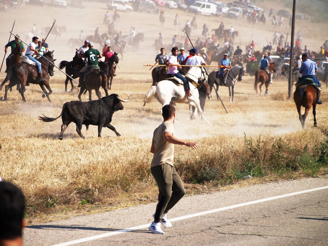 El encierro campero en Íscar, en imágenes