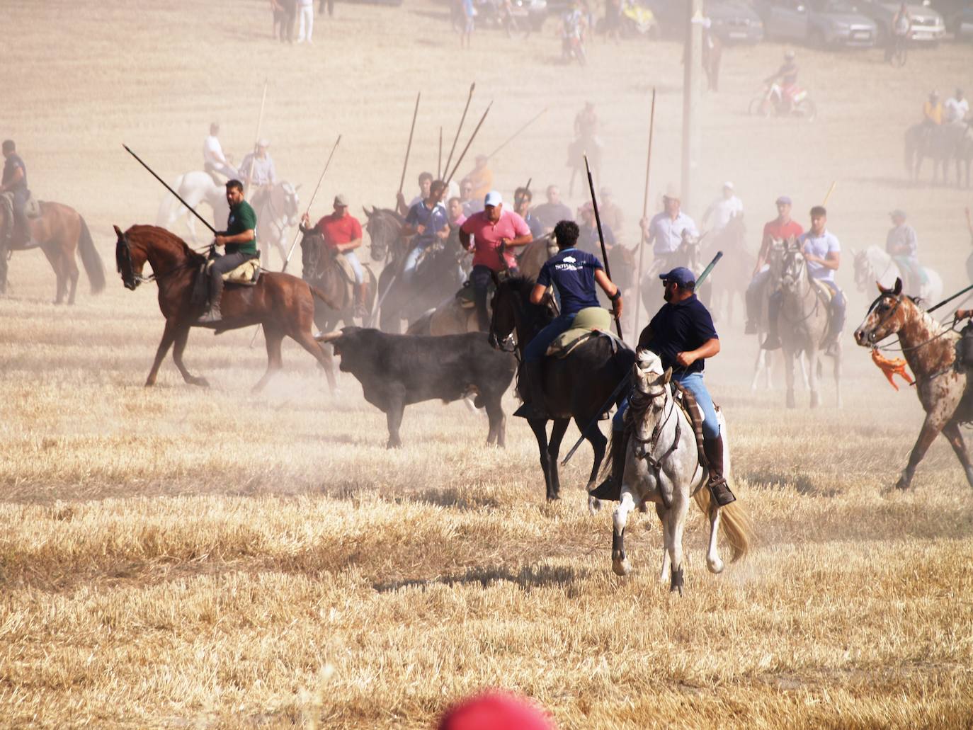 El encierro campero en Íscar, en imágenes
