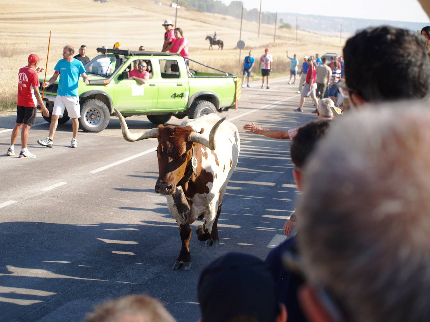El encierro campero en Íscar, en imágenes