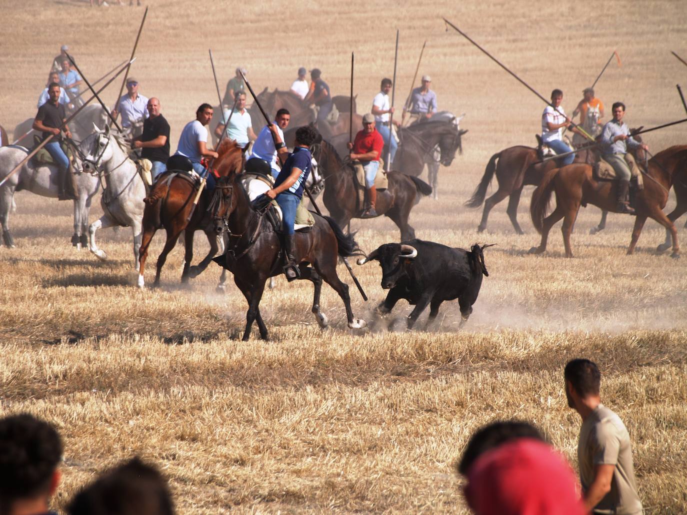 El encierro campero en Íscar, en imágenes