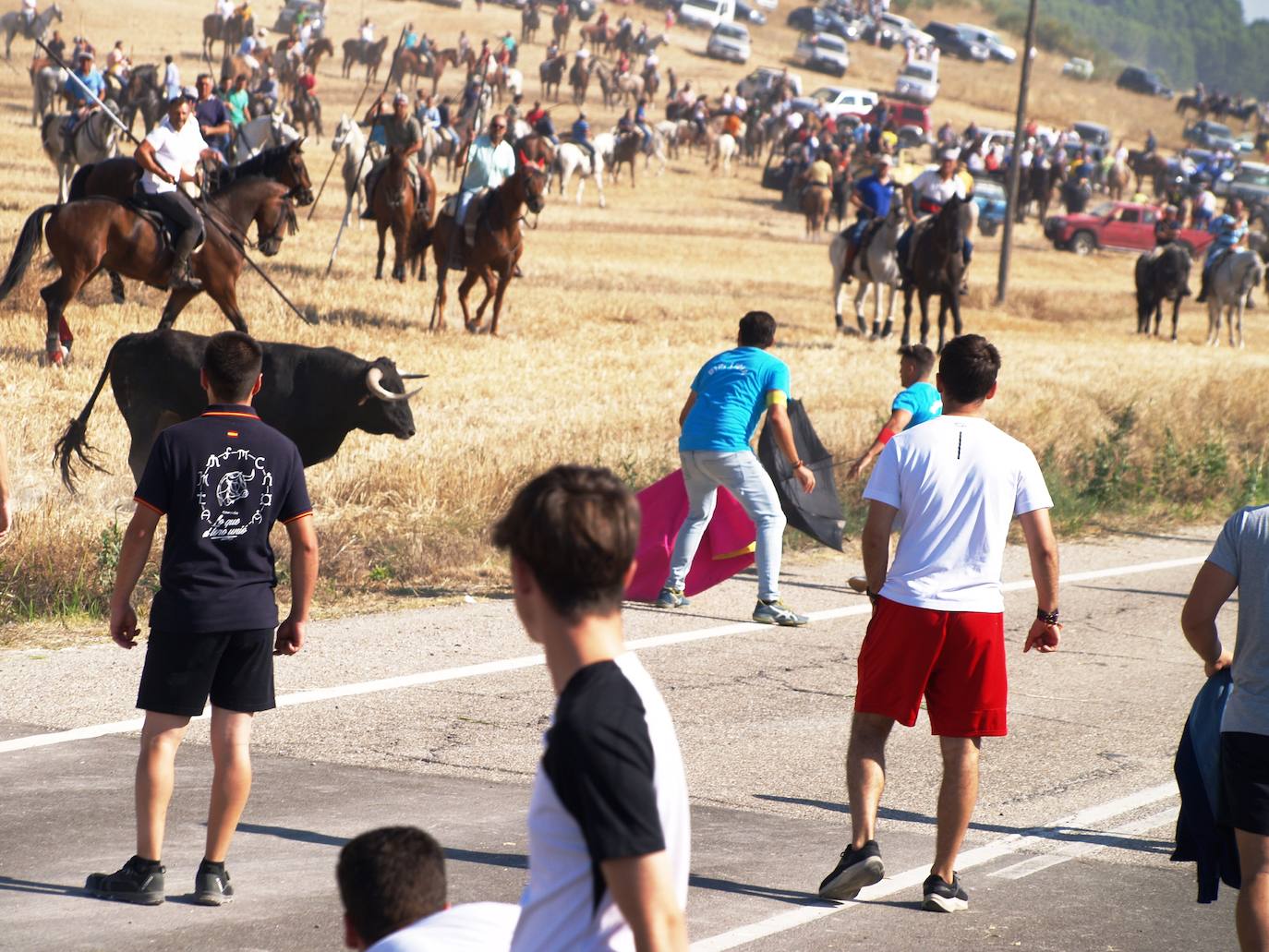 El encierro campero en Íscar, en imágenes