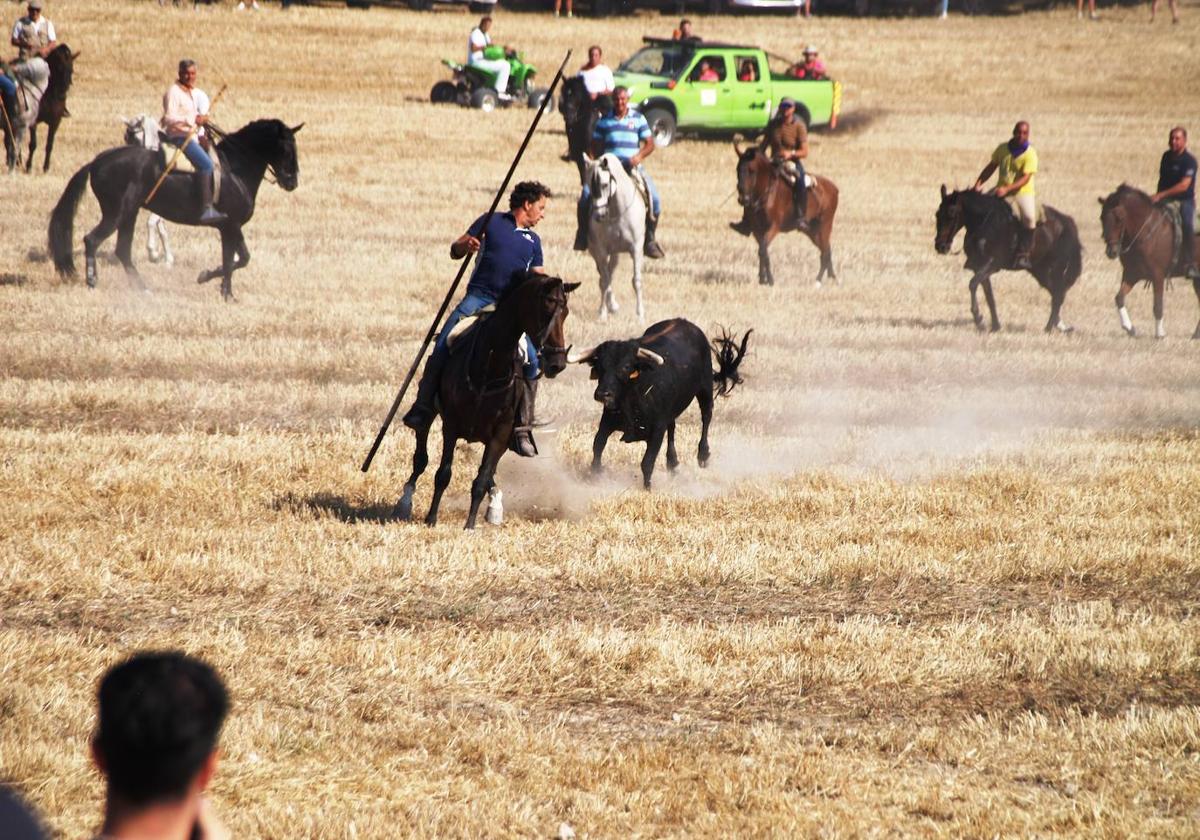 El encierro campero en Íscar, en imágenes