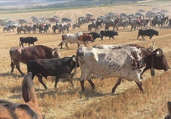 Encierro campero celebrado este lunes en Íscar.