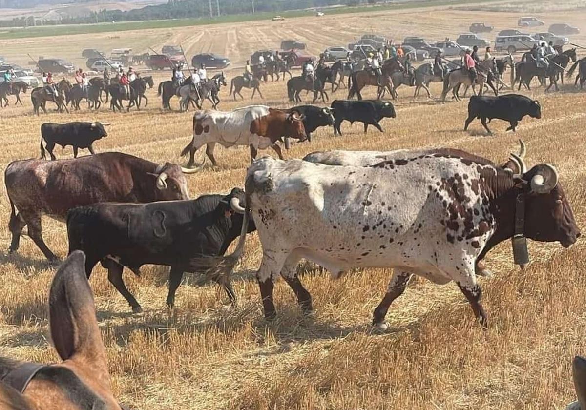 Encierro campero celebrado este lunes en Íscar.