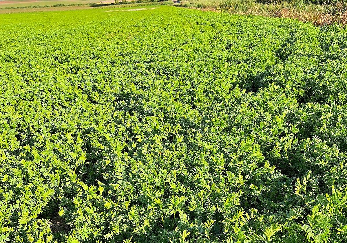 Lentejas, uno de los cultivos considerados mejorantes.