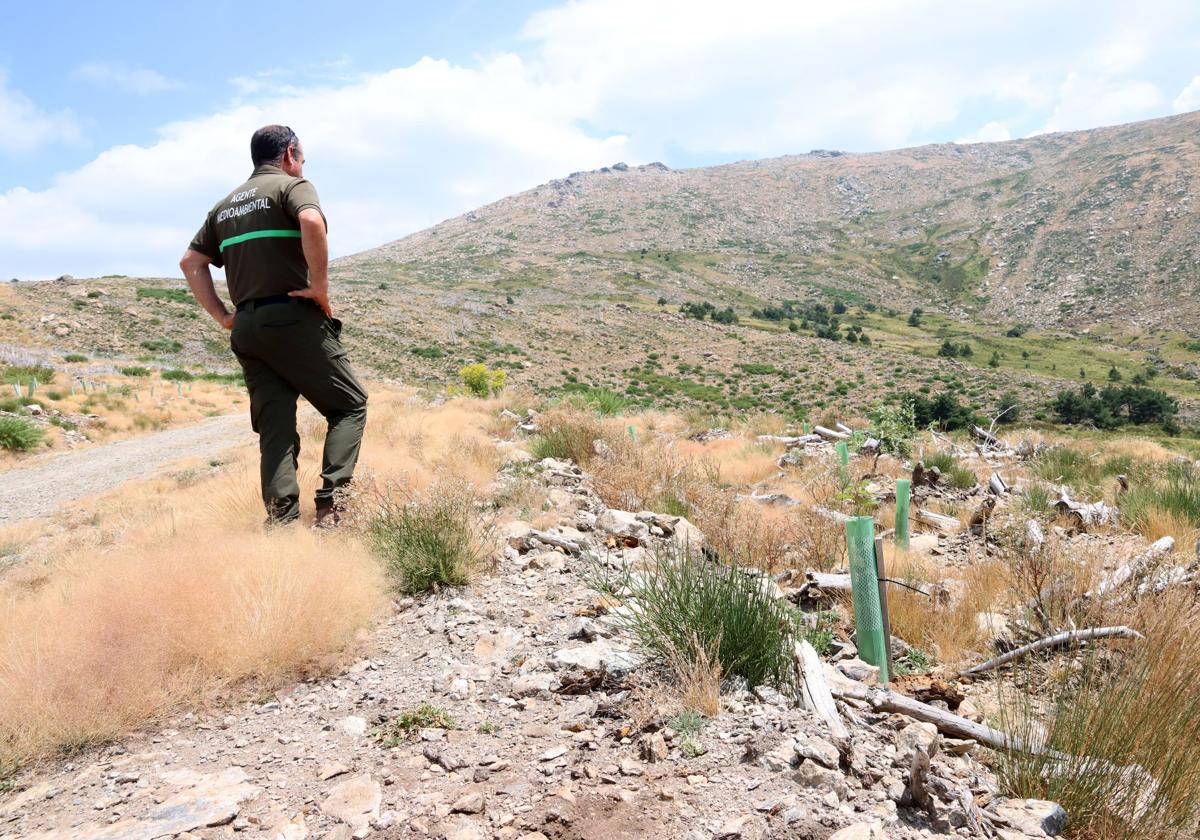 Un agente medioambiental observa los árboles plantados para la reforestación de la sierra en La Granja, hace unos días.