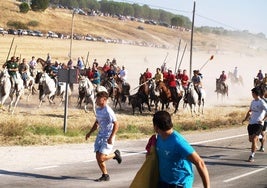 Último encierro de las fiestas de Íscar, este martes por la mañana.