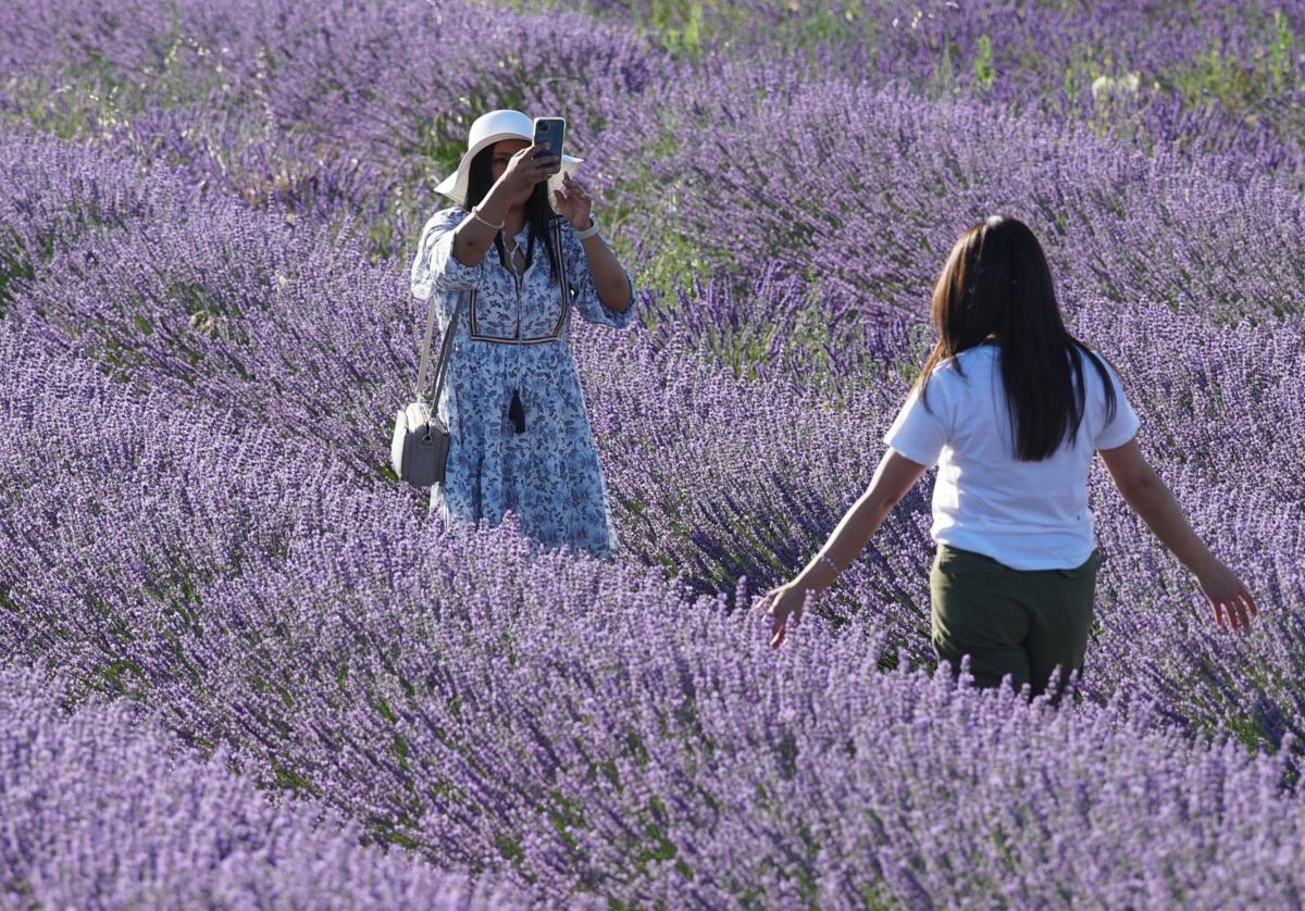 Dos turistas hacen una foto en un campo de lavandas de Tiedra.