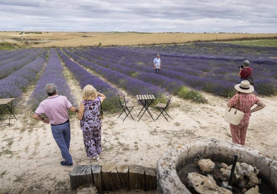 Turistas observan un campo de lavanda en Tiedra.