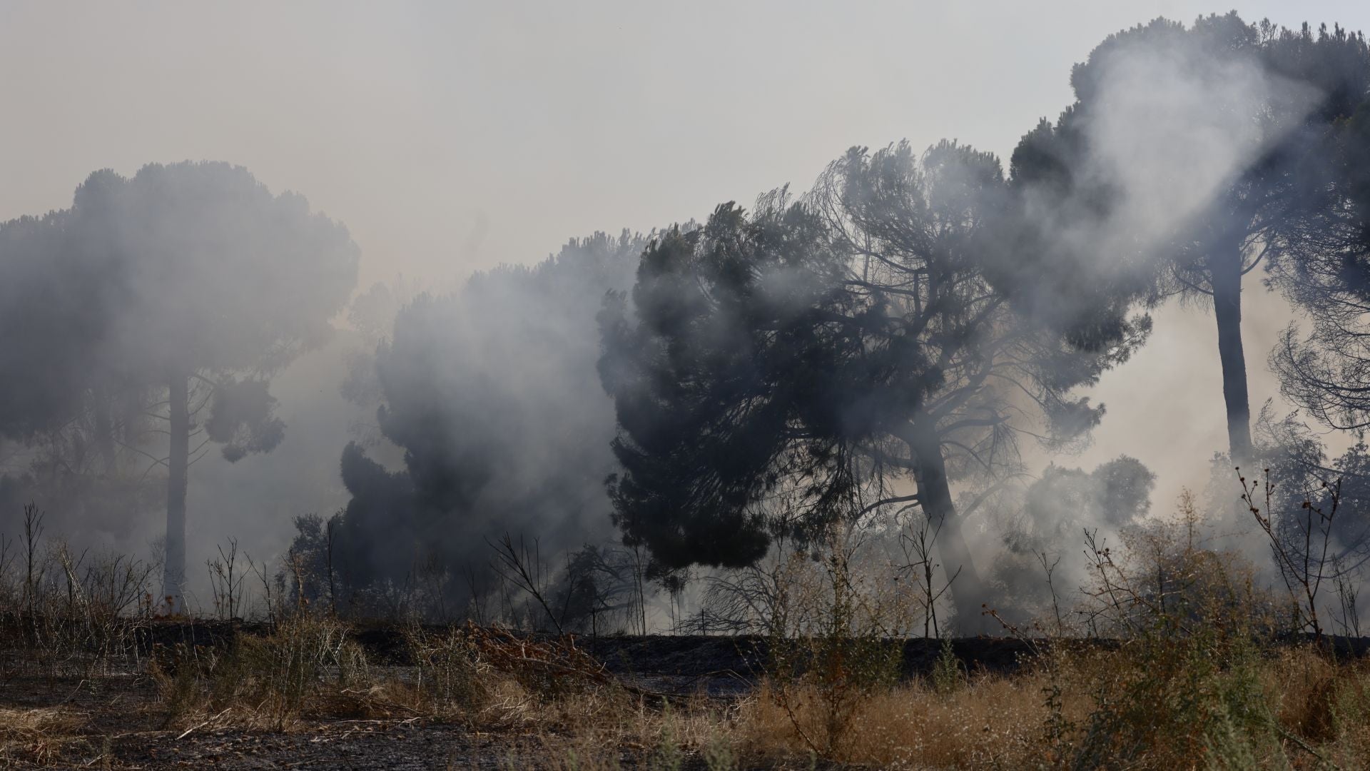 El nuevo incendio en Pinar de Jalón, en imágenes