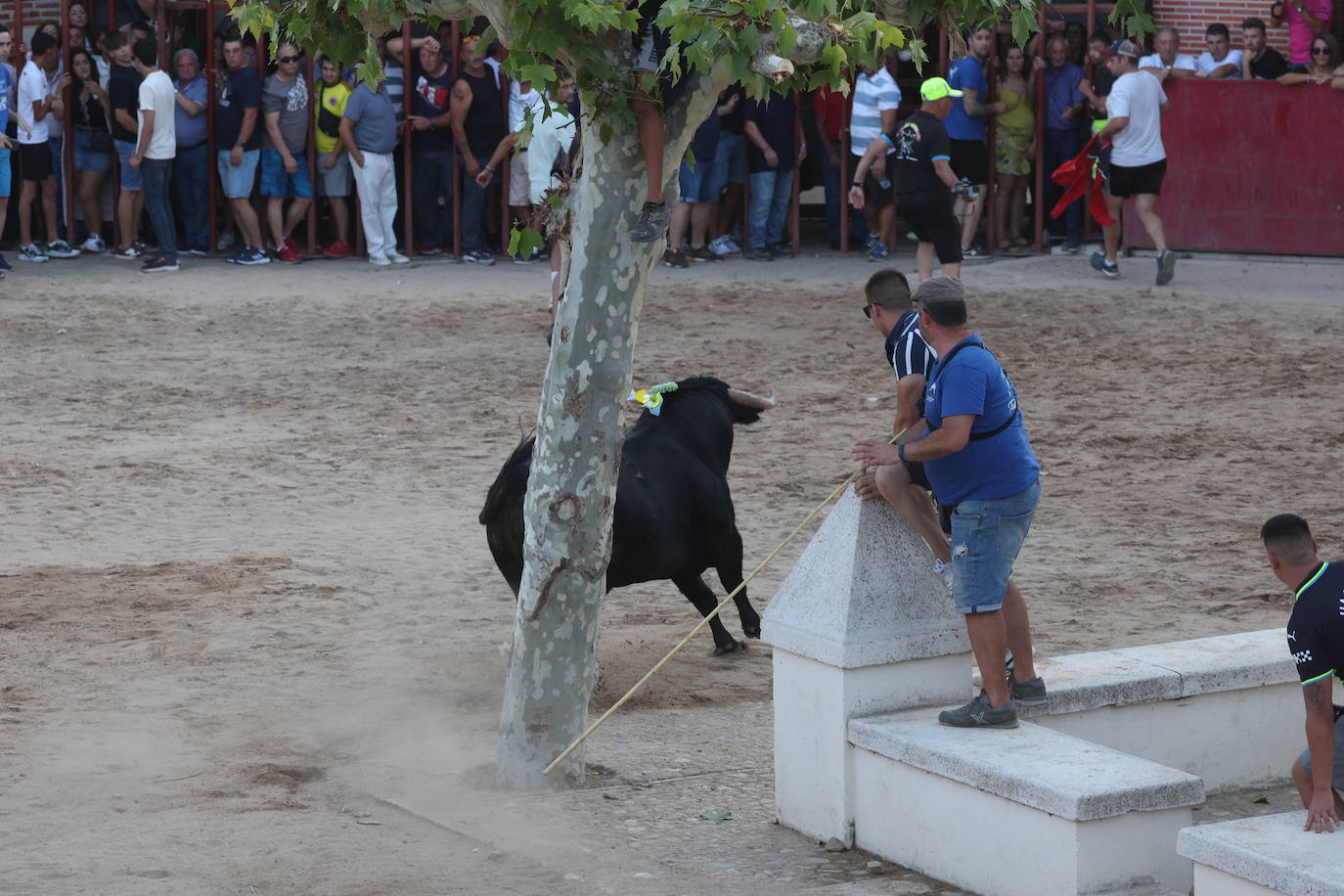 Los festejos taurinos de Castrejón de Trabancos, en imágenes