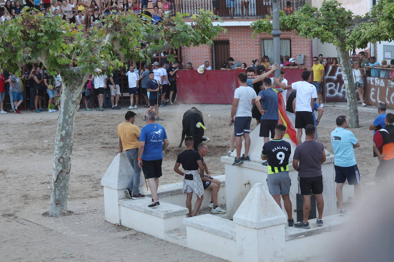 Los festejos taurinos de Castrejón de Trabancos, en imágenes