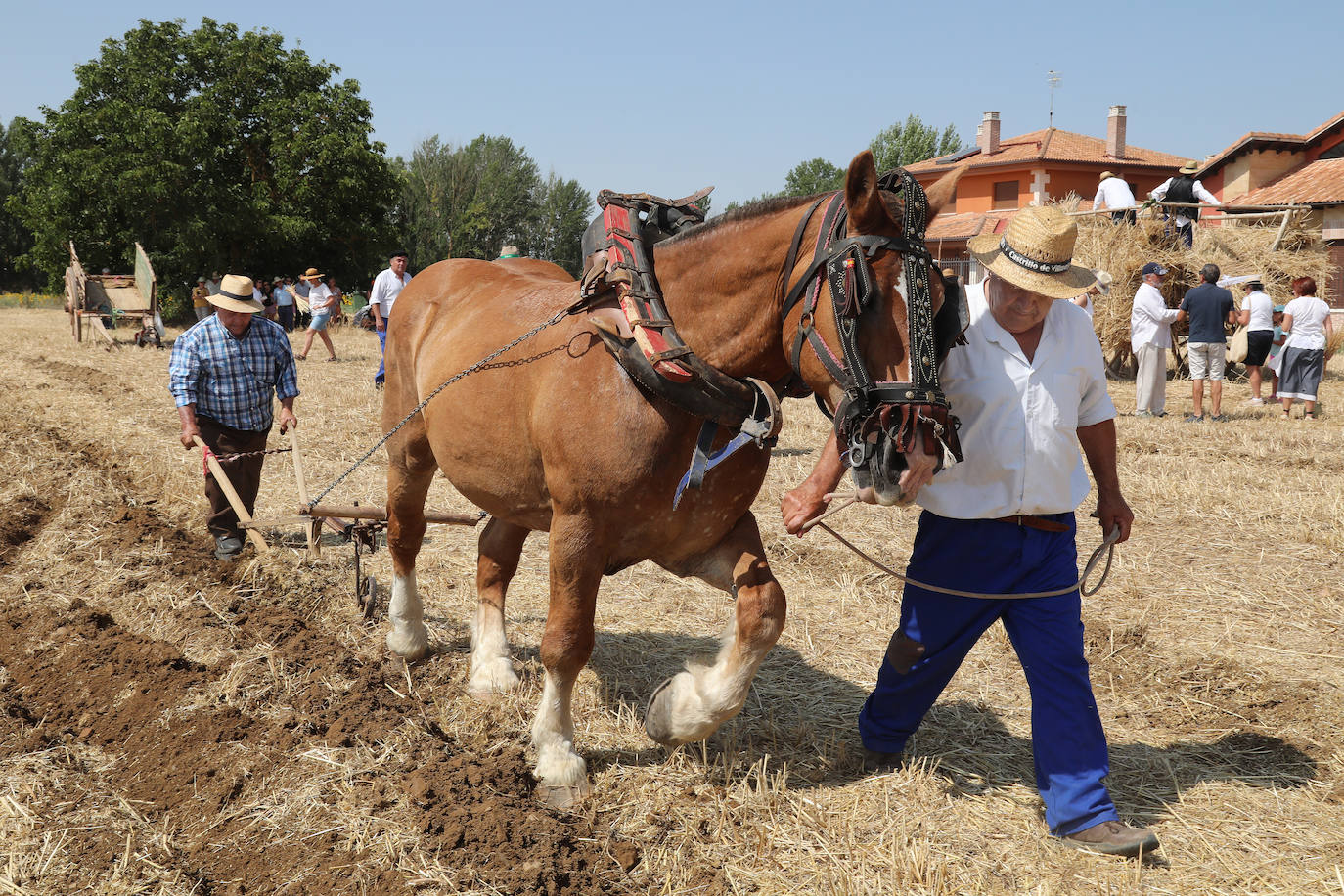 La Fiesta de la Trilla honra la vida de antes en Castrillo de Villavega