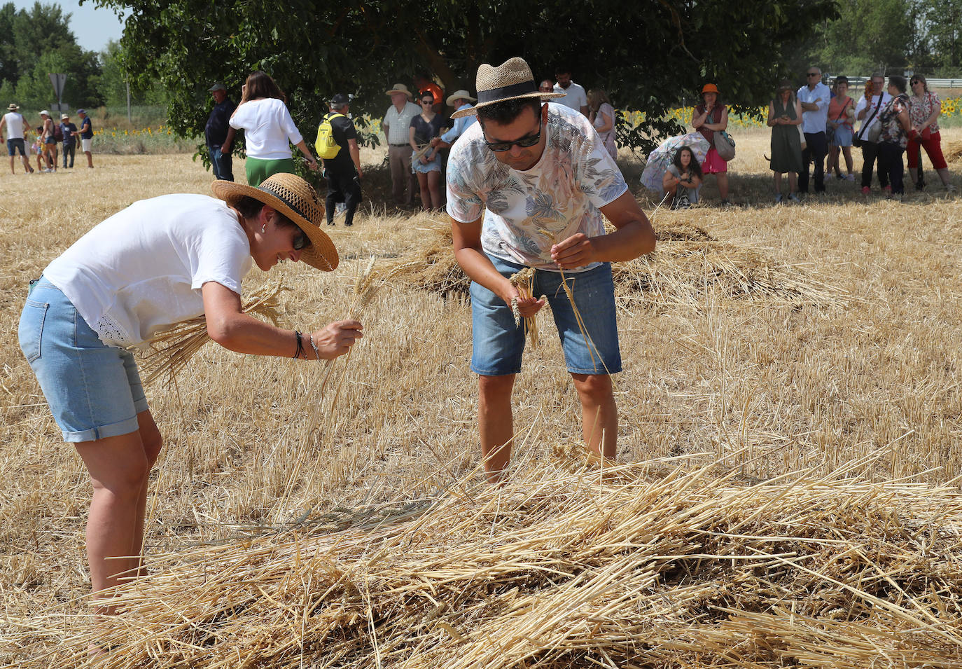 La Fiesta de la Trilla honra la vida de antes en Castrillo de Villavega