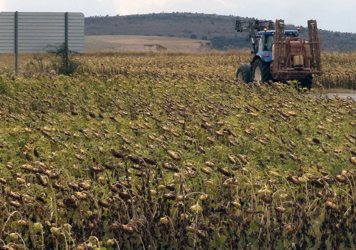 Un tractor realiza labores agrícolas junto a una parcela sembrada con girasoles.