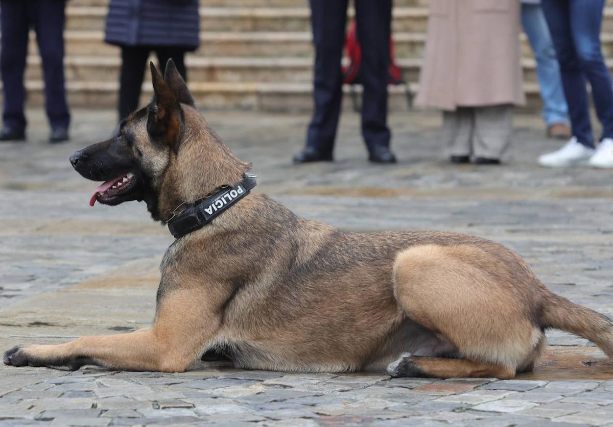 Perro de la Unidad Canina de la Policía Local de Palencia.