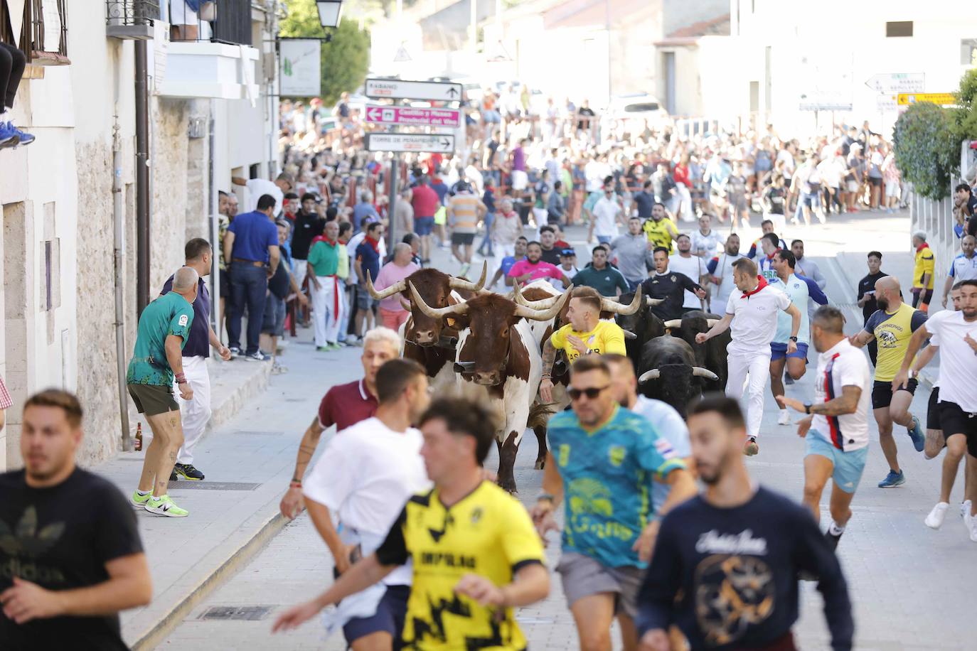 El primer encierro y la capea de Peñafiel, en imágenes