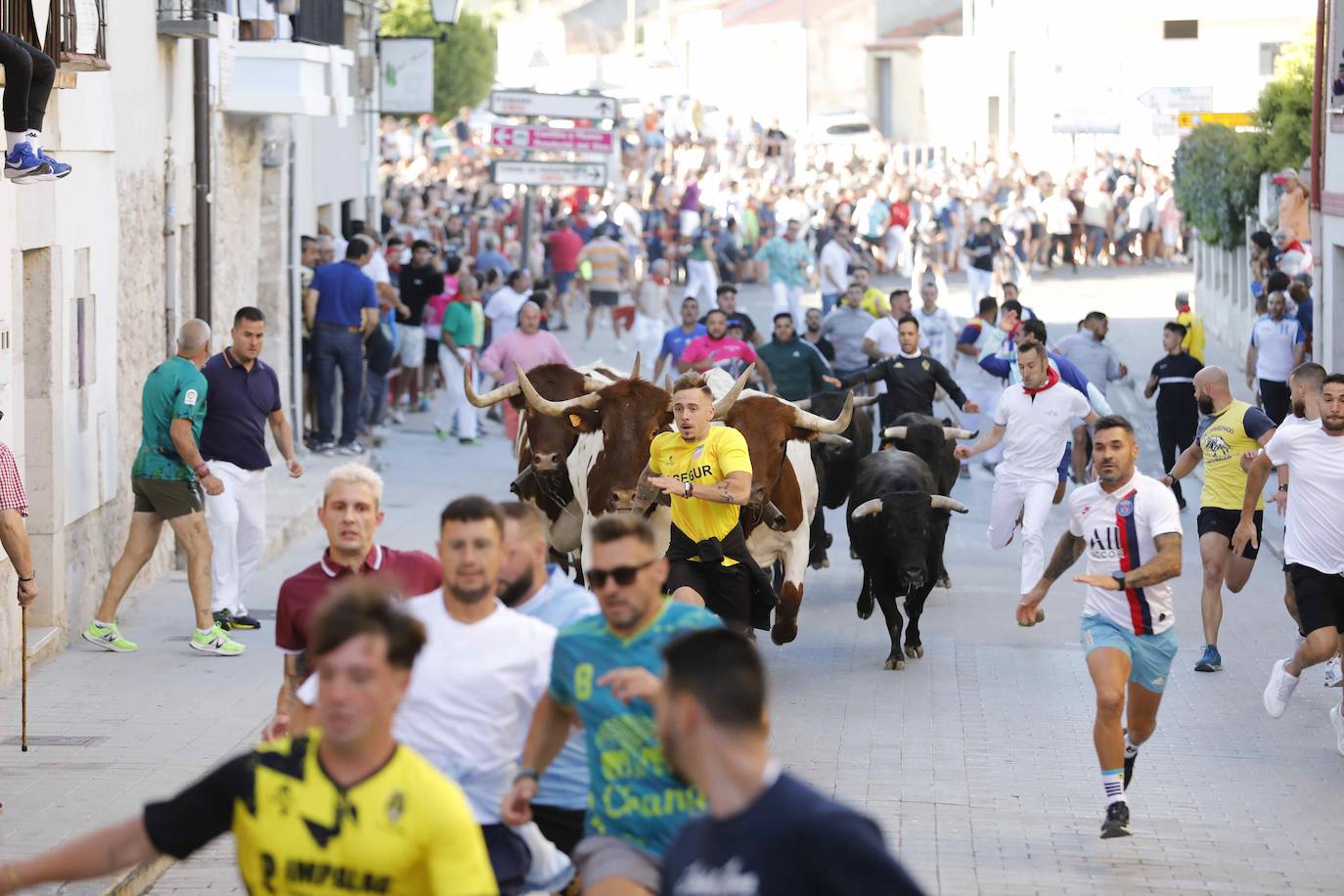 El primer encierro y la capea de Peñafiel, en imágenes