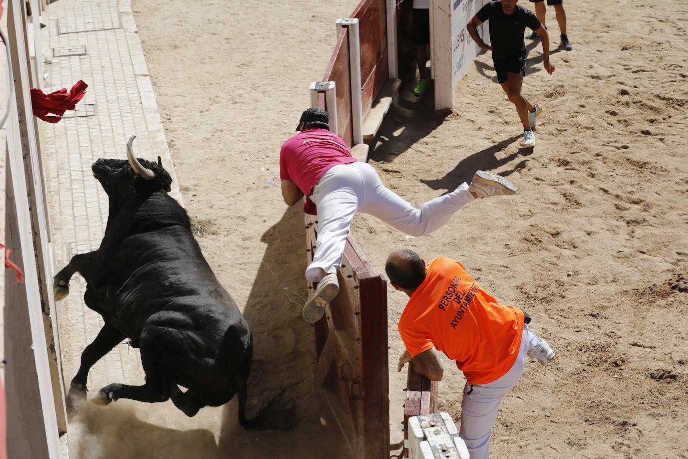 El primer encierro y la capea de Peñafiel, en imágenes