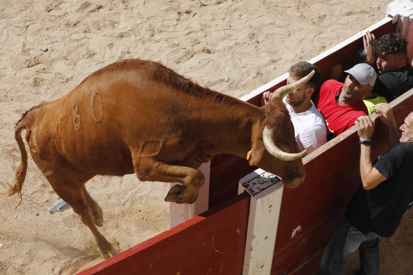 El primer encierro y la capea de Peñafiel, en imágenes