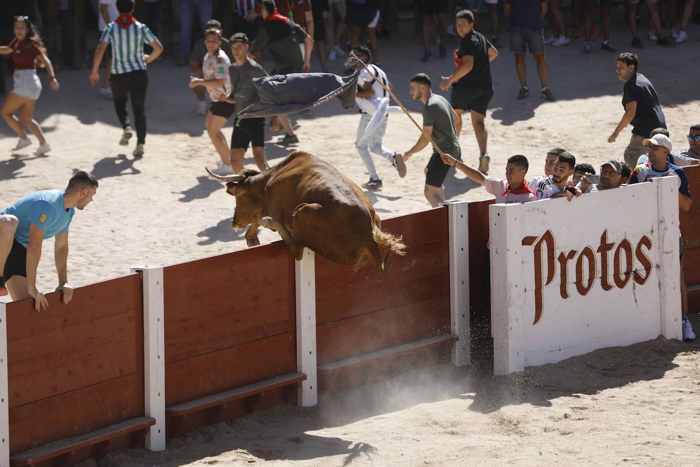 El primer encierro y la capea de Peñafiel, en imágenes