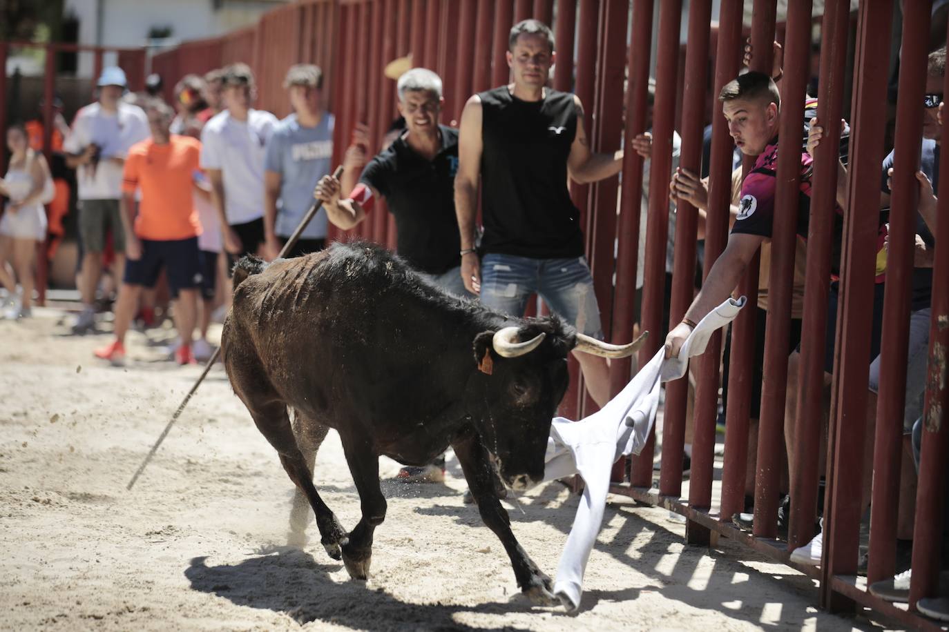 La mañana festiva y taurina de Viana de Cega, en imágenes