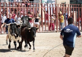 La mañana festiva y taurina de Viana de Cega, en imágenes