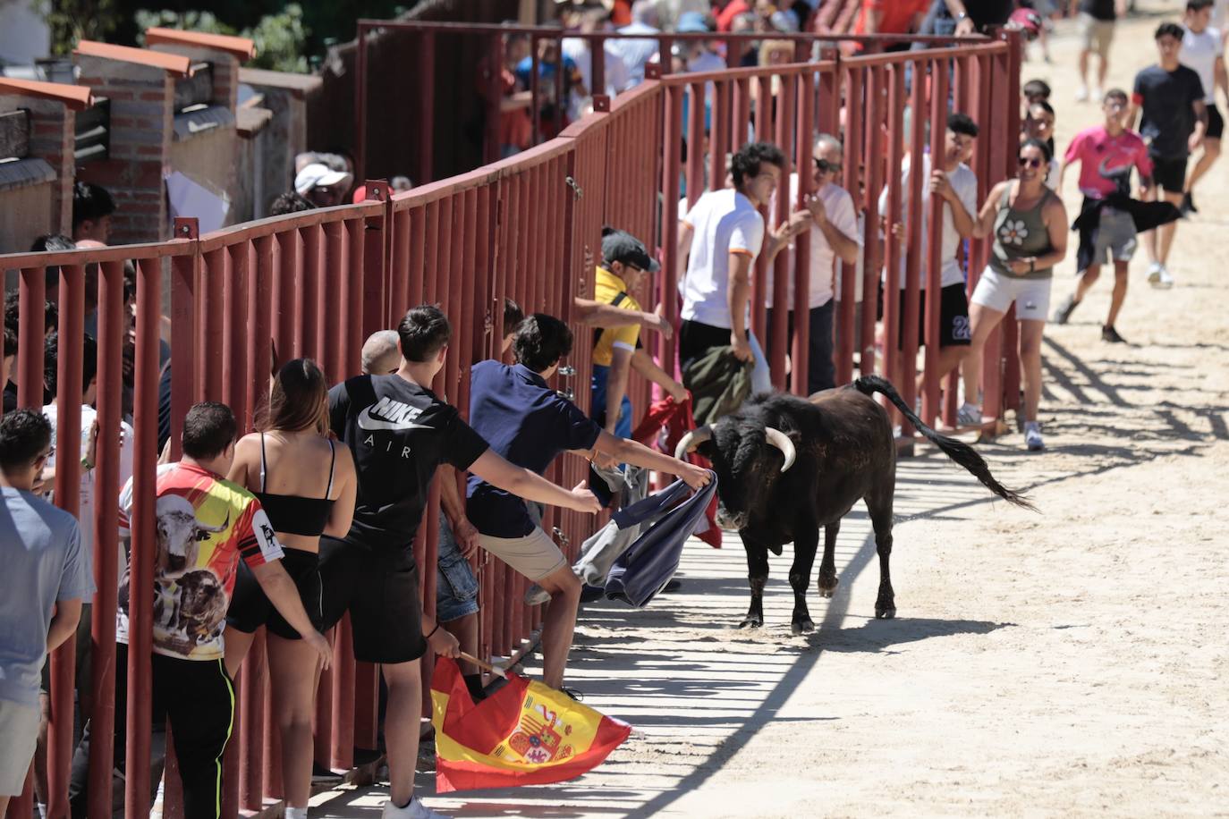 La mañana festiva y taurina de Viana de Cega, en imágenes