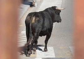 El Toro del Alba de Tudela de Duero, en imágenes