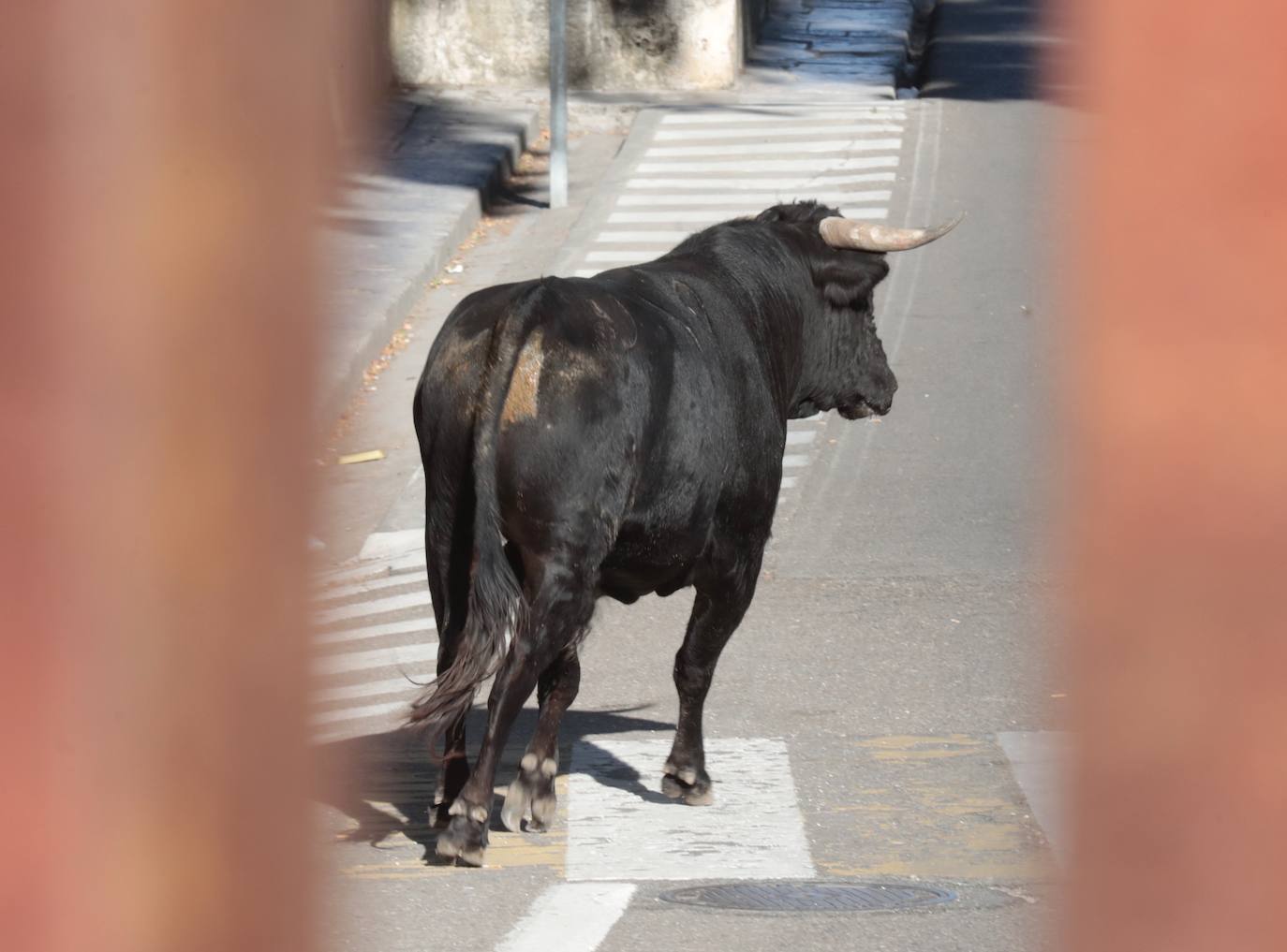 El Toro del Alba de Tudela de Duero, en imágenes