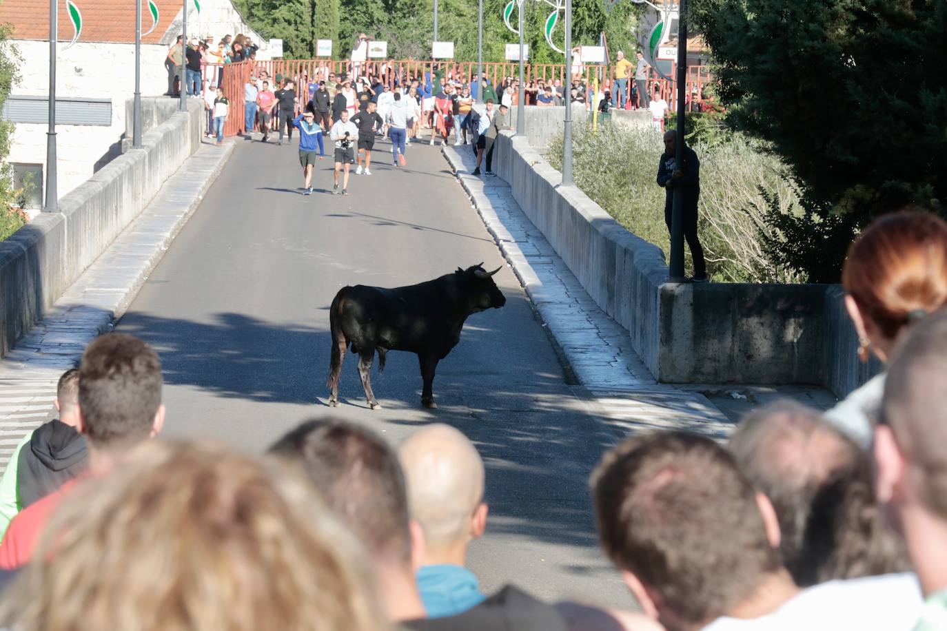 El Toro del Alba de Tudela de Duero, en imágenes