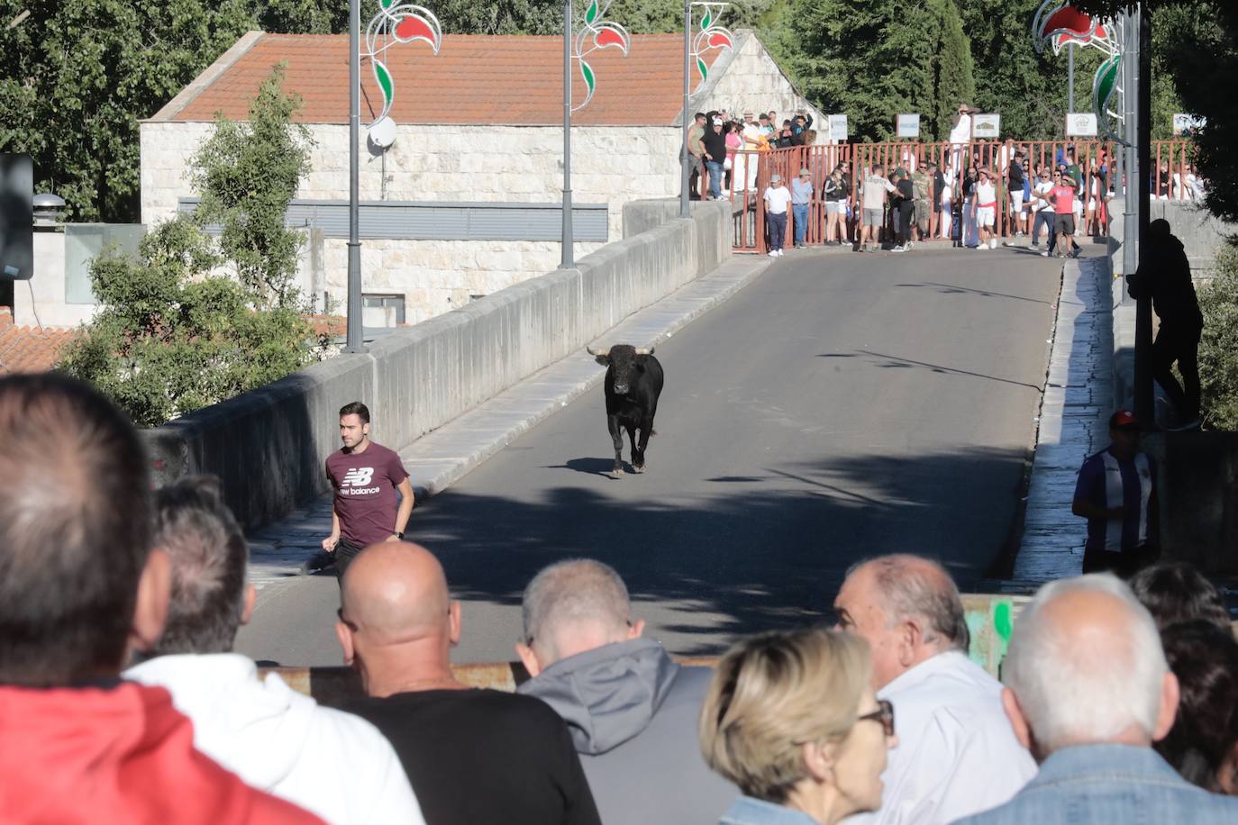 El Toro del Alba de Tudela de Duero, en imágenes