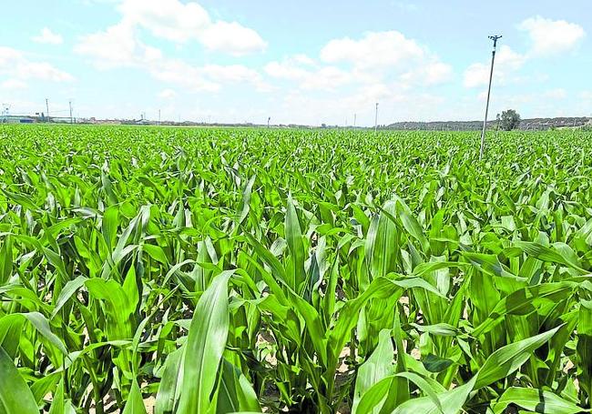 Cultivo de maíz donde se ha probado el sistema.