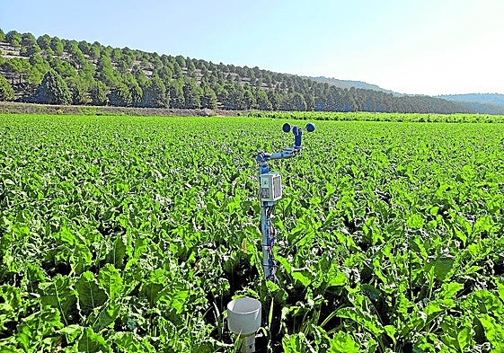 Uno de los sensores instalados en una de las parcelas de remolacha objeto de estudio.