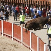 Veloz encierro y emocionante capea en Peñafiel