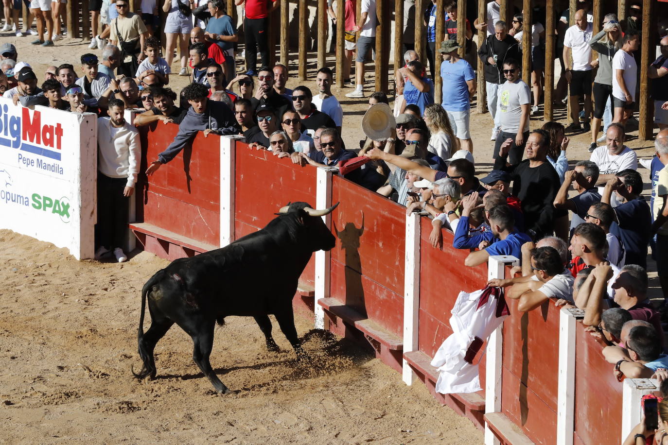 La mañana taurina de Peñafiel, en imágenes