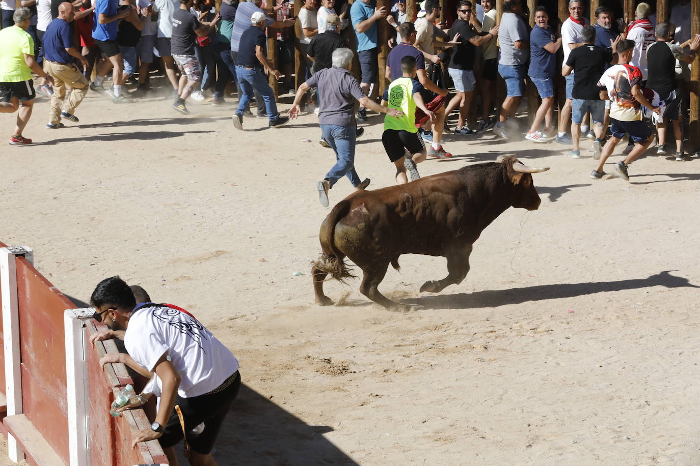 La mañana taurina de Peñafiel, en imágenes