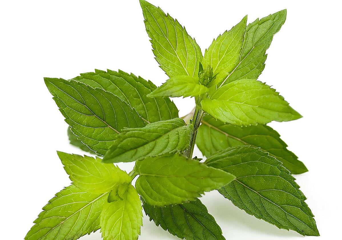 Planta medicinal de melisa. El Norte