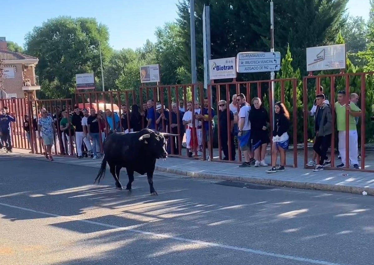 Imagen secundaria 1 - Tudela de Duero en el tercer día de fiestas 