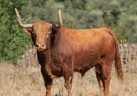 Ejemplar de la ganadería de El Pilar seleccionado este año como Toro de la Vega.